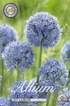 Allium Azureum 30-pack