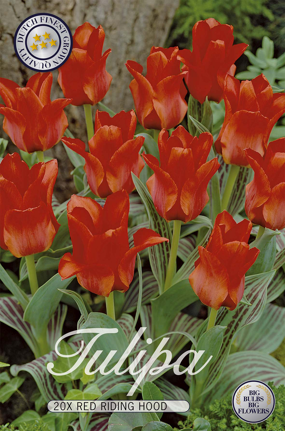 Tulpan Rödluvan 20-pack