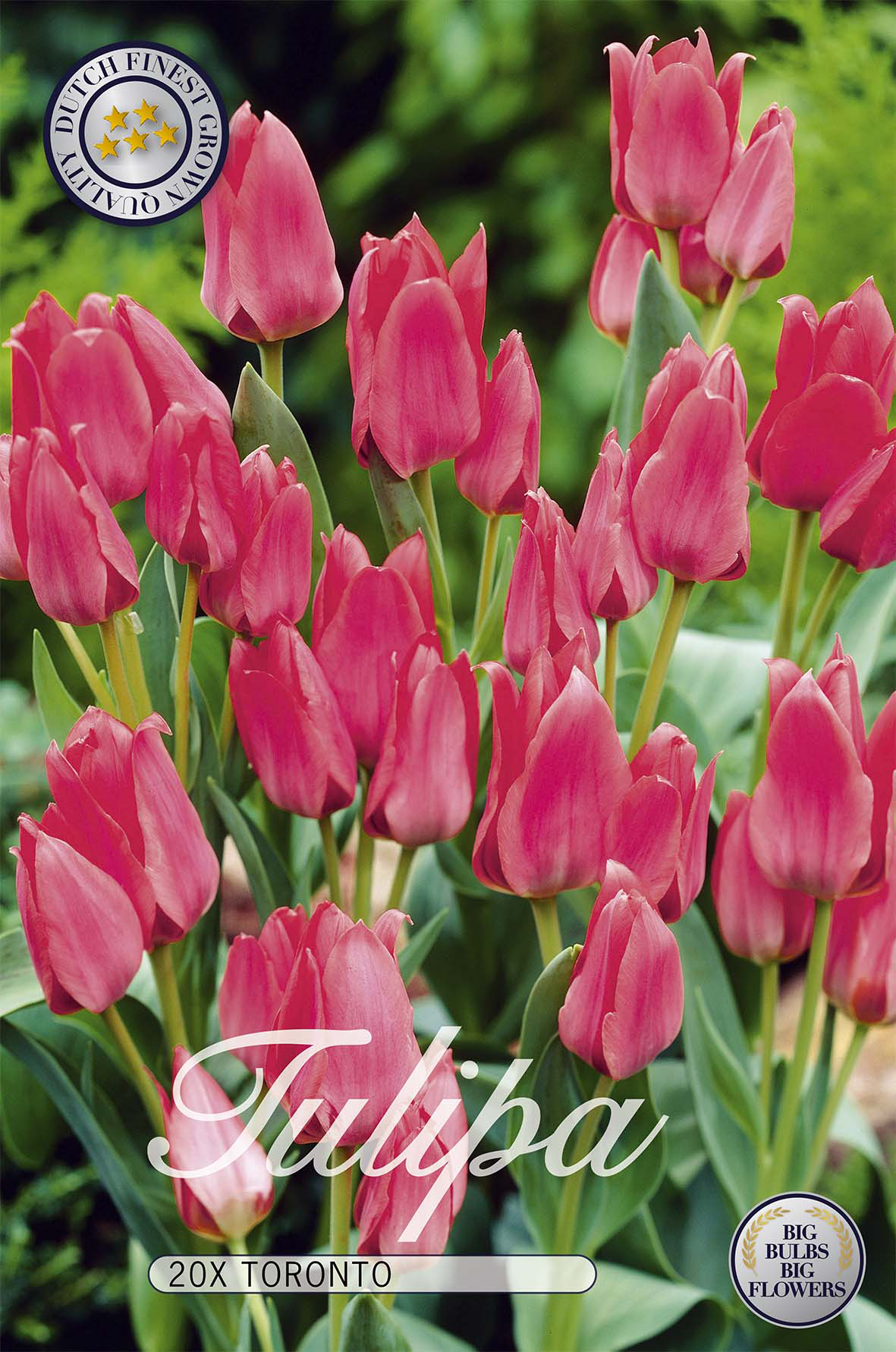 Tulpan Toronto 20-pack