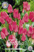 Tulpan Toronto 20-pack