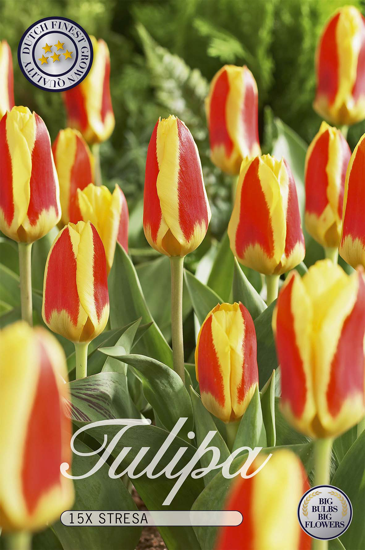 Tulpan Stresa 15-pack