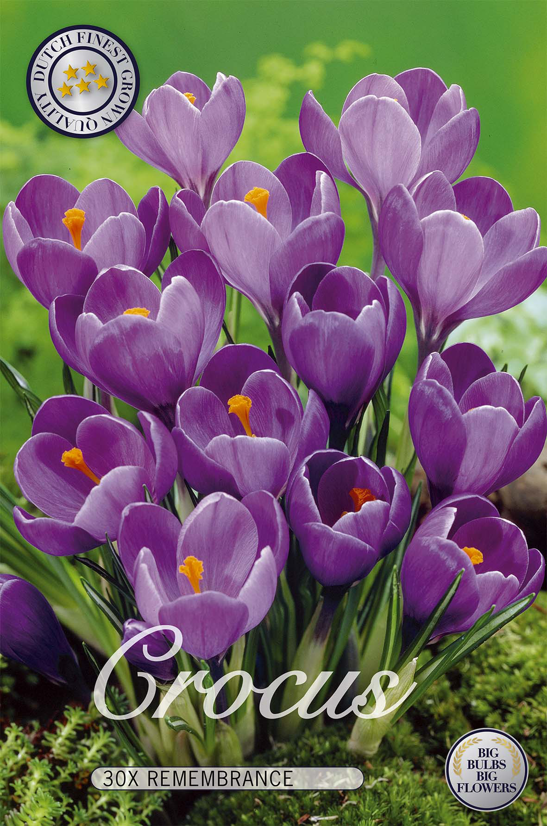 Krokus Remembrance 30-pack