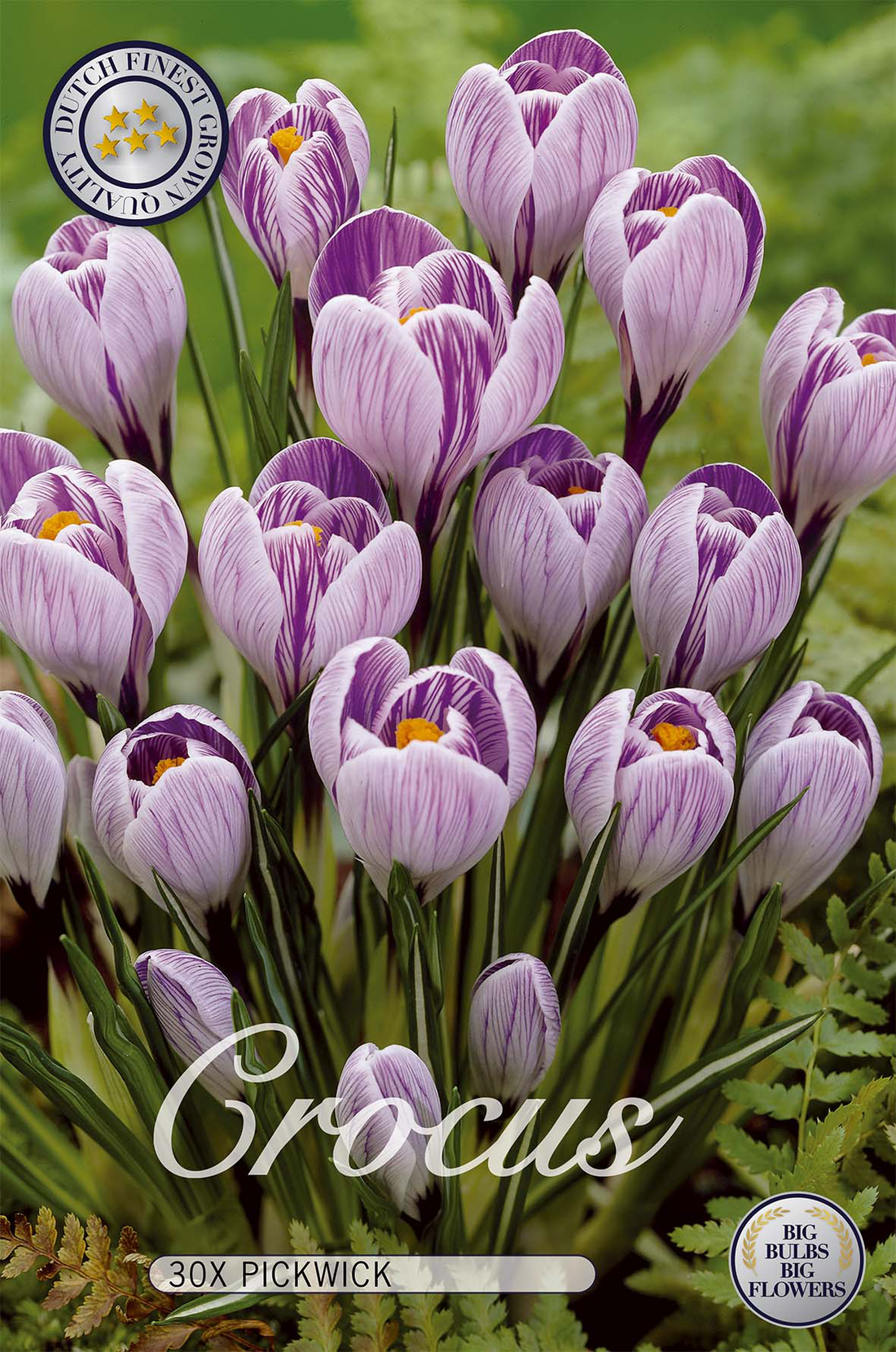 Krokus Pickwick 30-pack