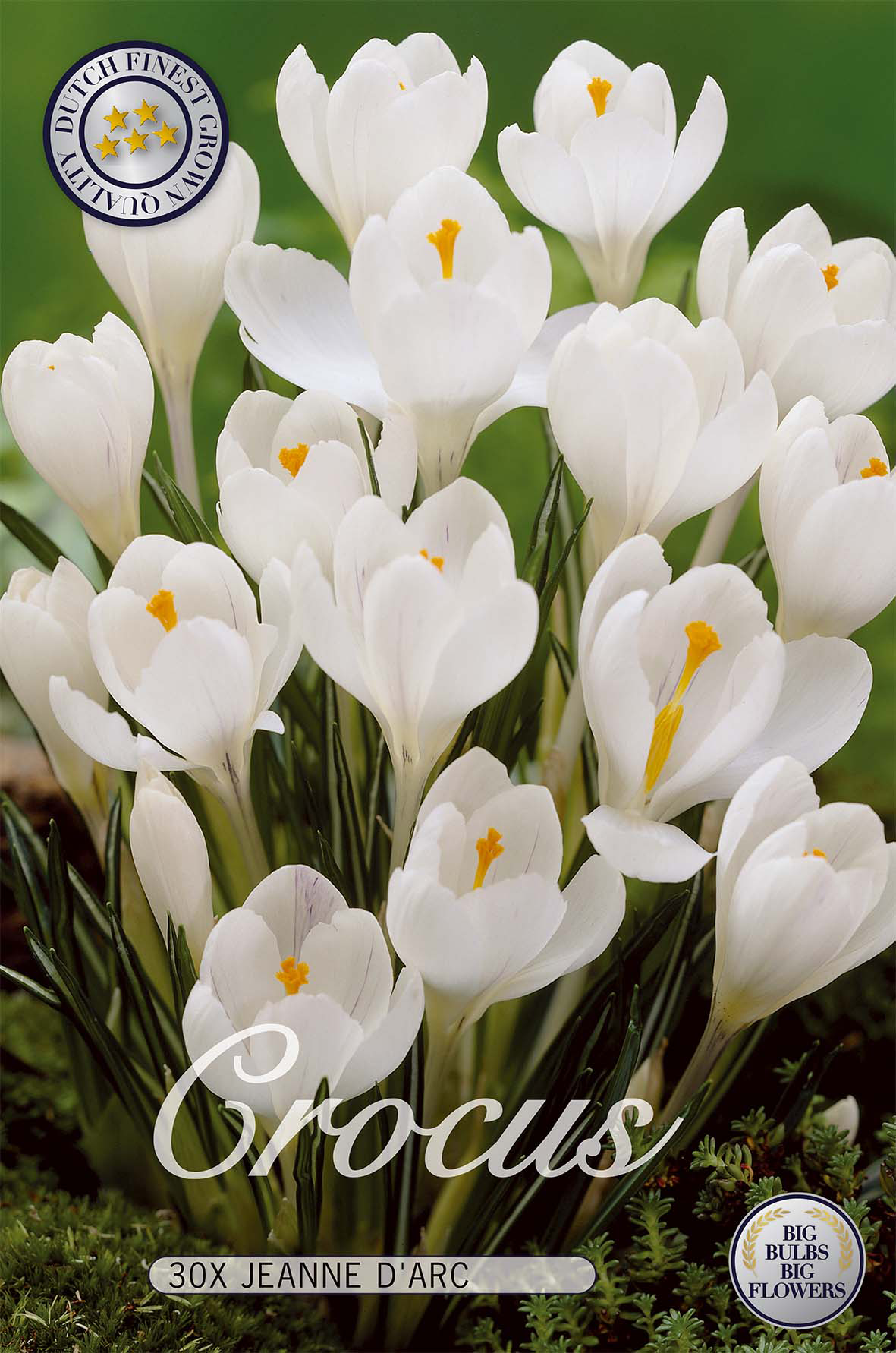 Krokus Jeanne D&
