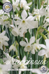 Narciss Thalia 12-pack