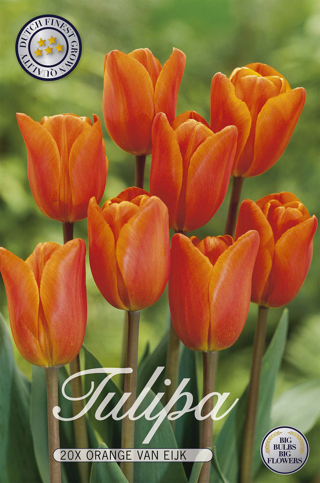 Tulpan Orange van Eijk 20-pack