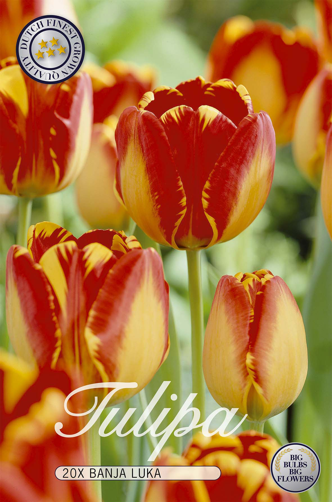 Tulpan Banja Luka 20-pack