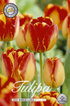 Tulpan Banja Luka 20-pack