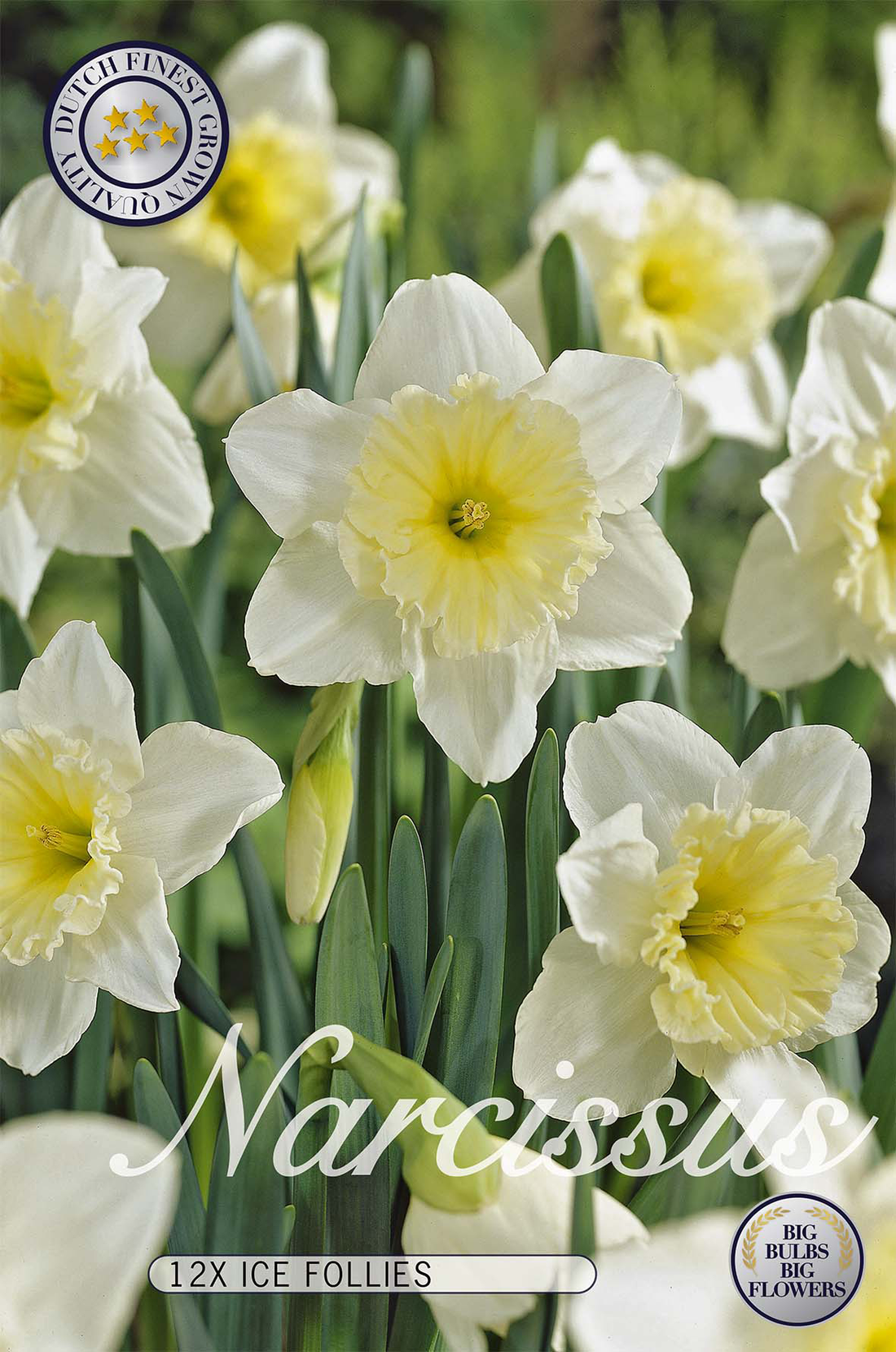Narciss Ice Follies 12-pack