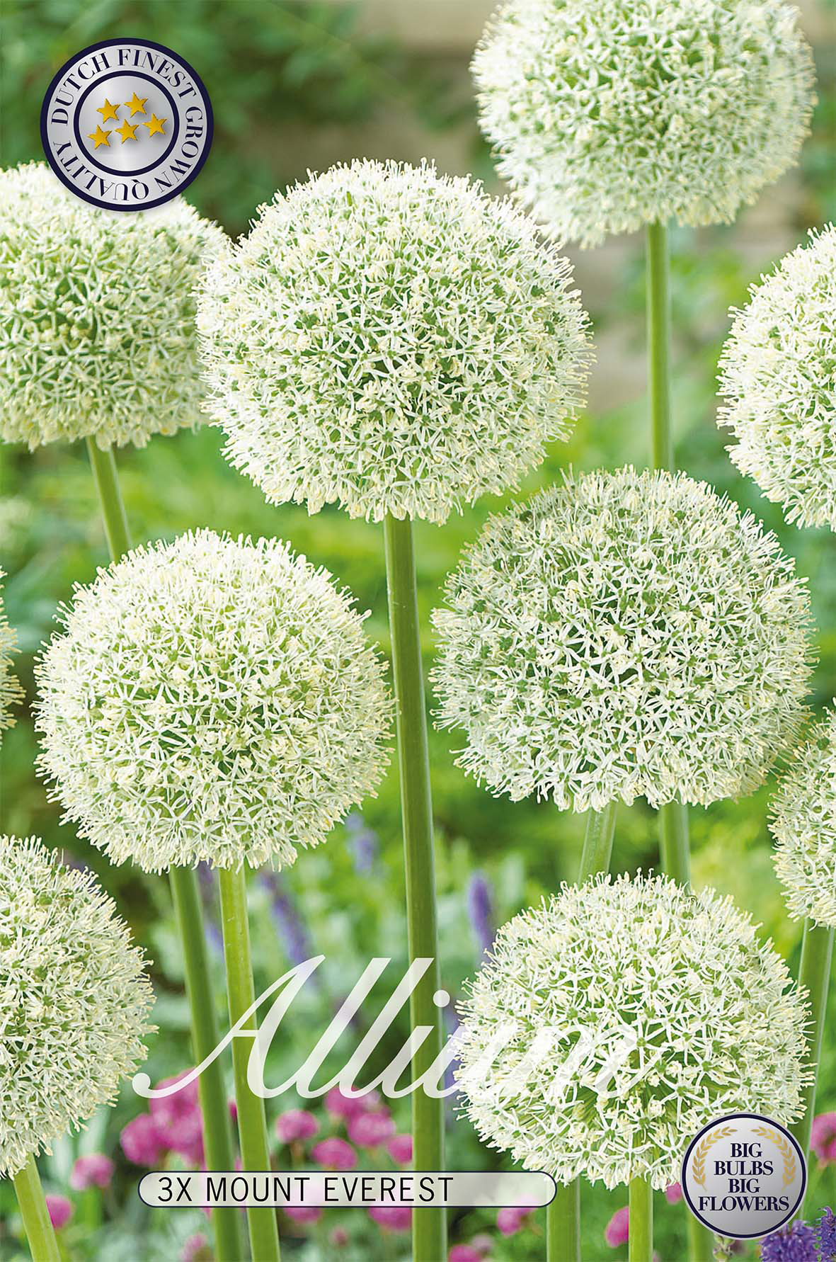 Allium Mount Everest 3-pack