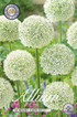 Allium Mount Everest 3-pack