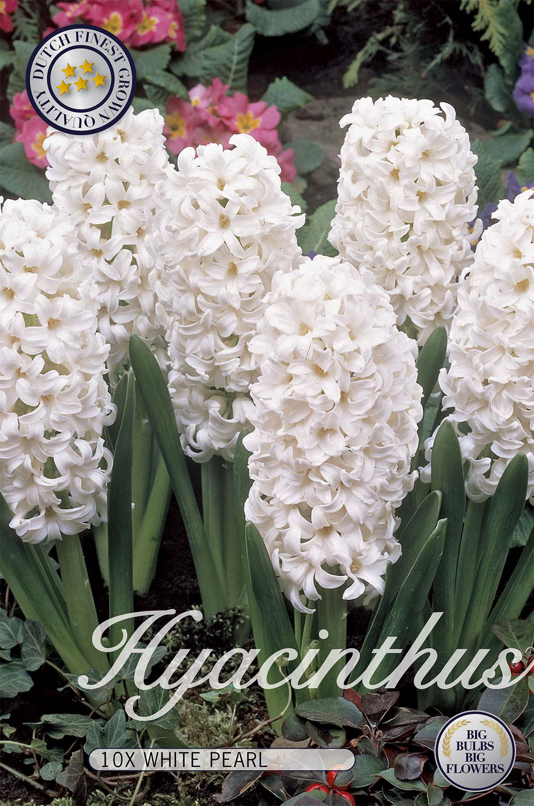 Hyacint White Pearl 10-pack