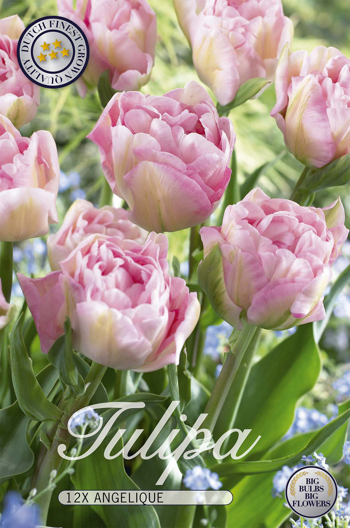 Tulpan Angelique 12-pack