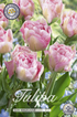 Tulpan Angelique 12-pack
