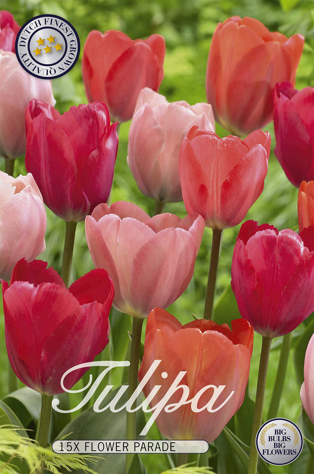 Tulpan Flower Parade 15-pack