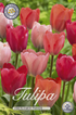 Tulpan Flower Parade 15-pack