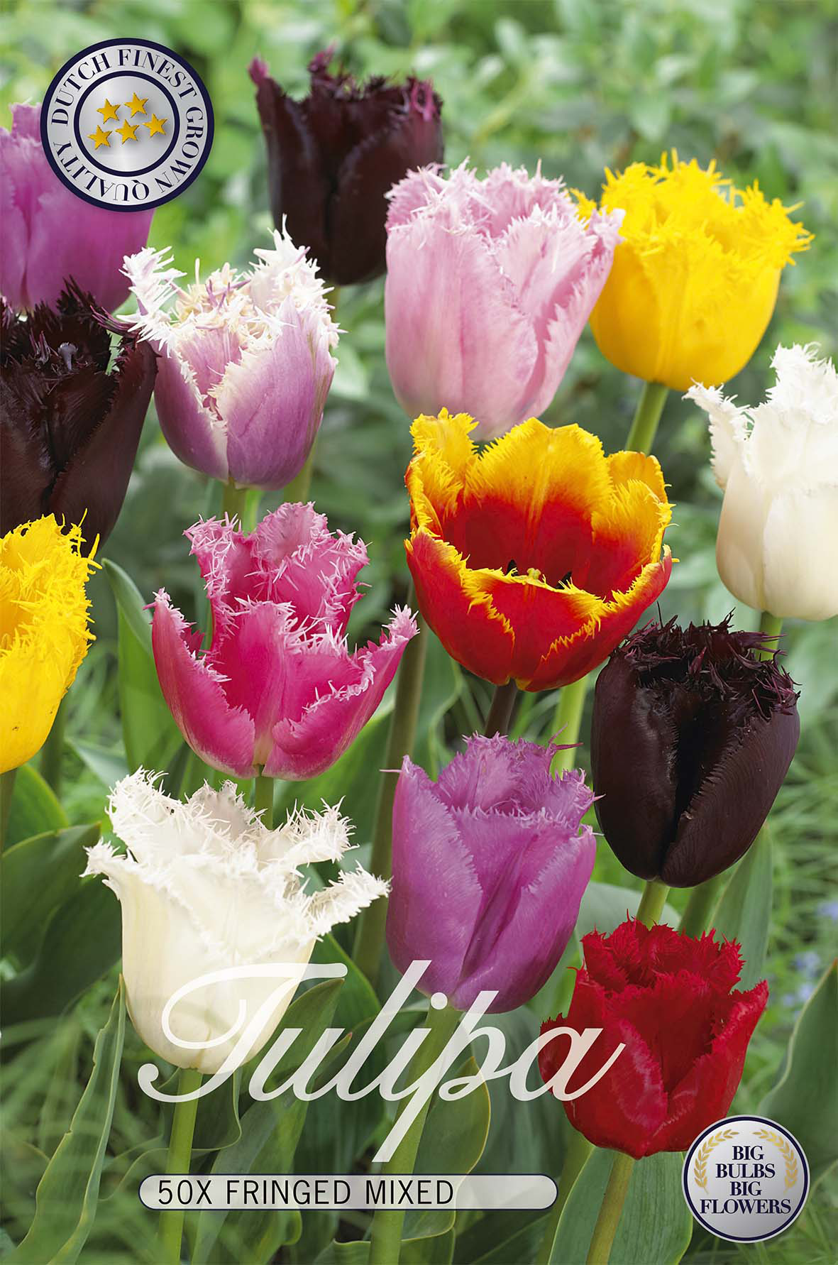 Tulpan Fringed Mixed - Storpack