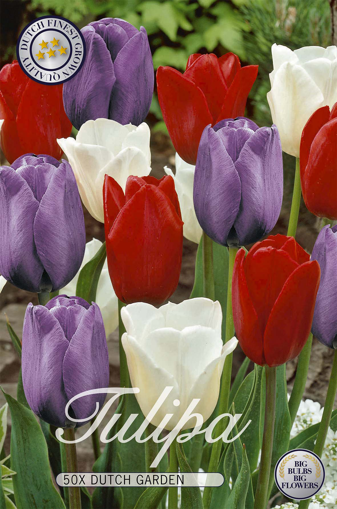 Blandning Tulpan Dutch Garden - Storpack