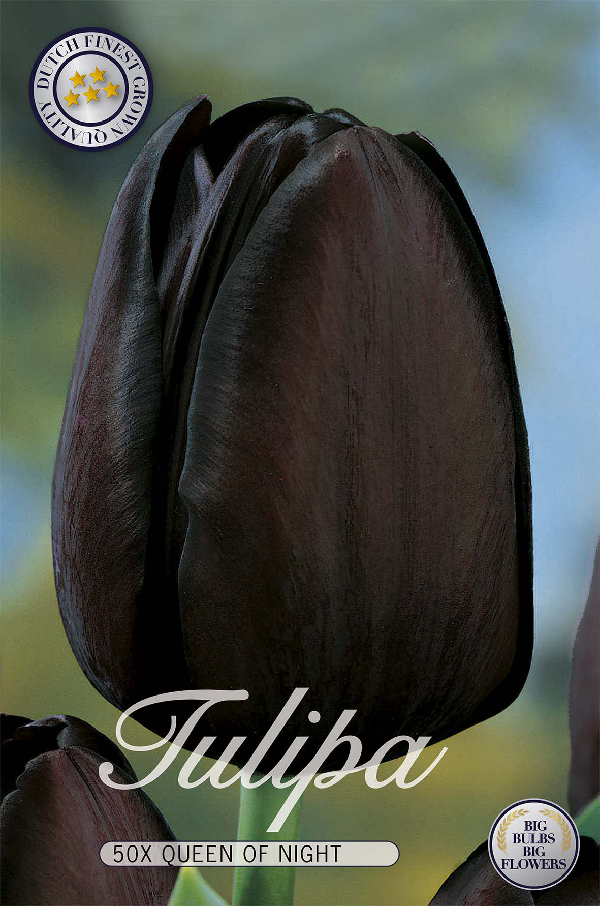 Tulpan Queen of Night - Storpack