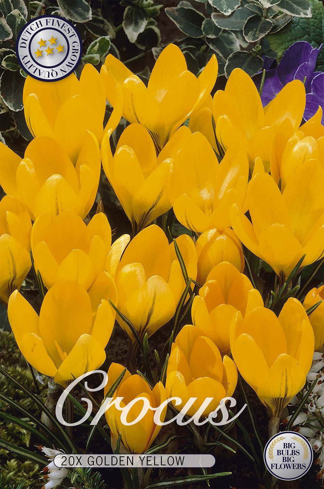Krokus Golden Yellow 20-pack