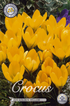Krokus Golden Yellow 20-pack