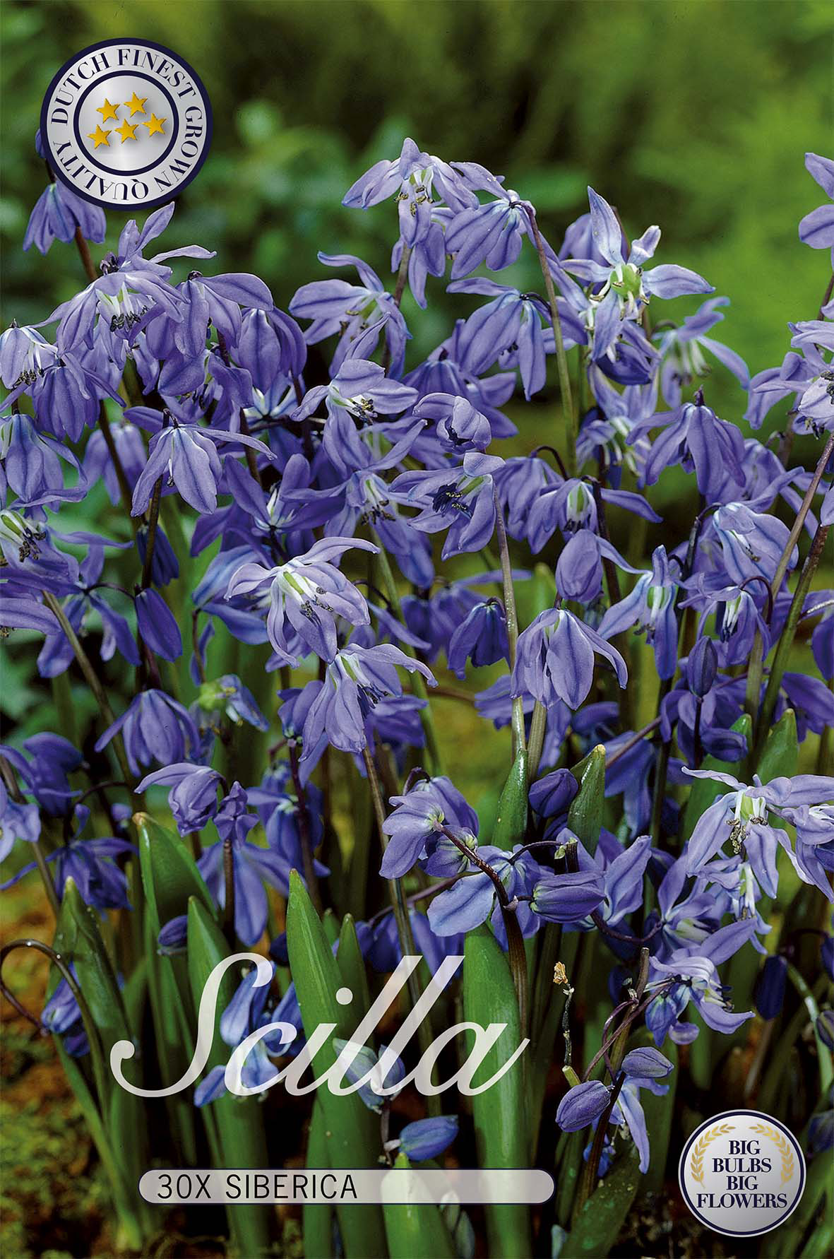 Scilla Siberica 30-pack