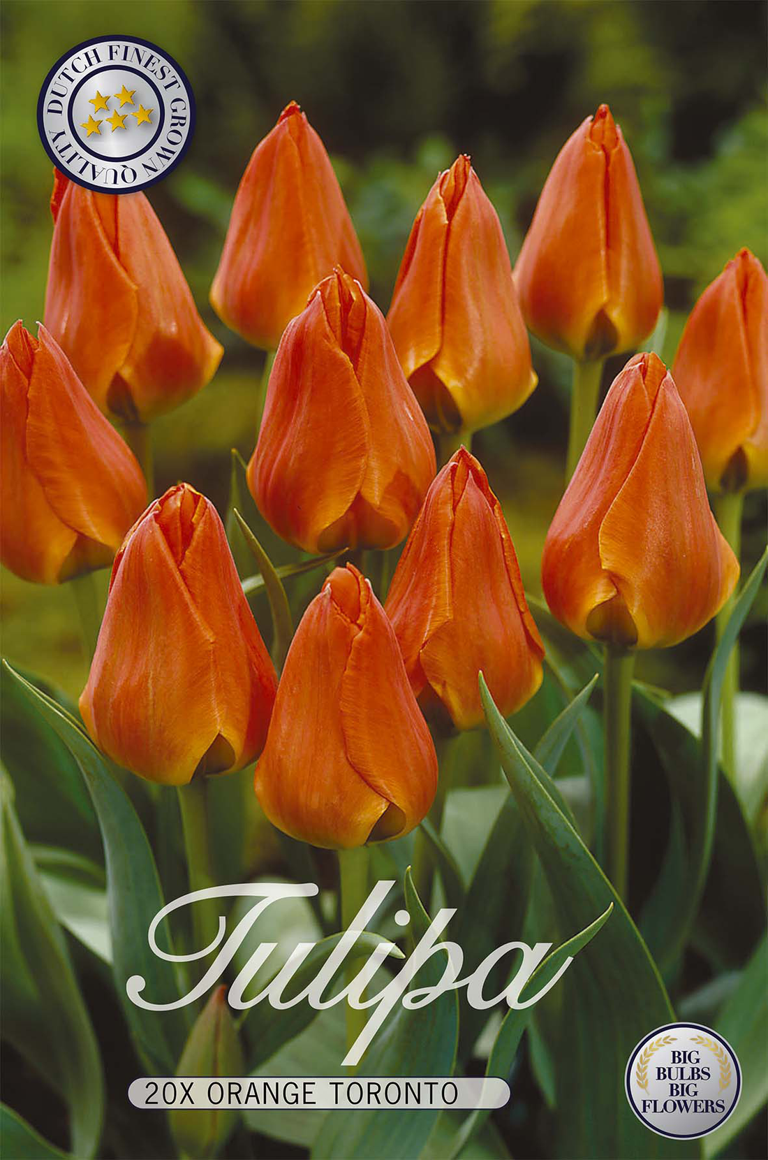 Tulpan Orange Toronto 20-pack
