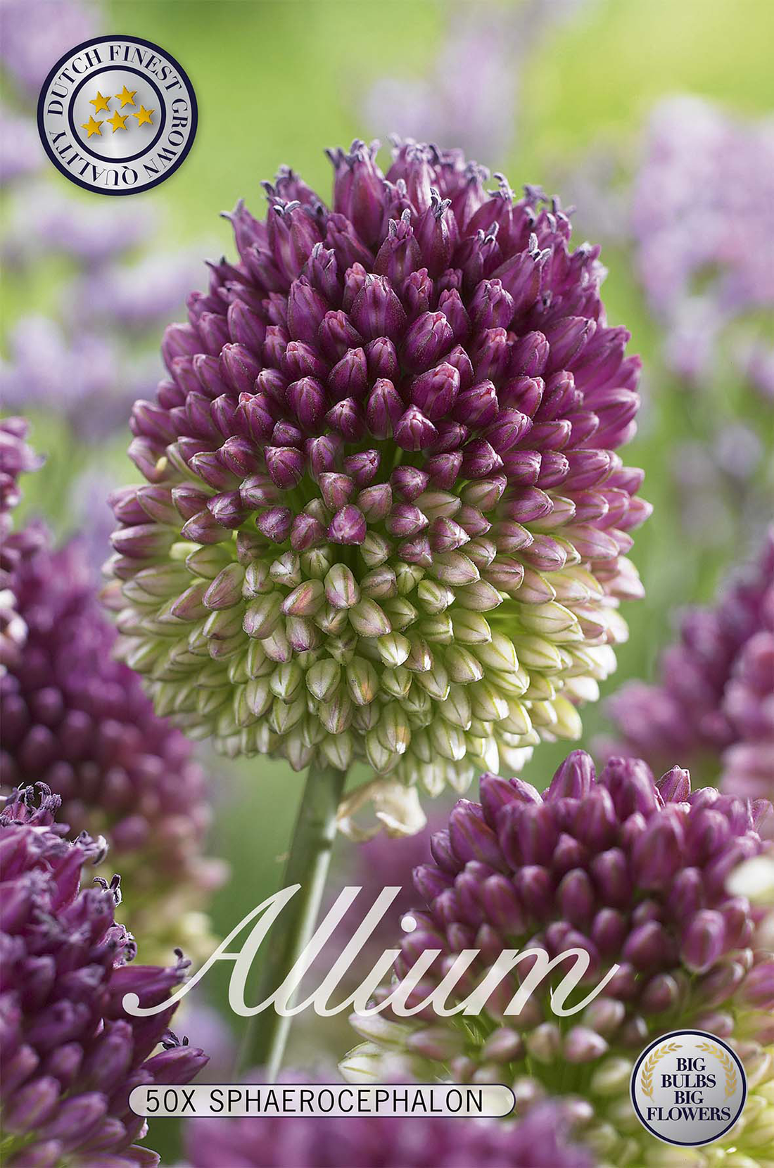 Allium Sphaerocephalon 50-pack