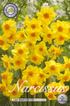 Narciss Martinette 20-pack