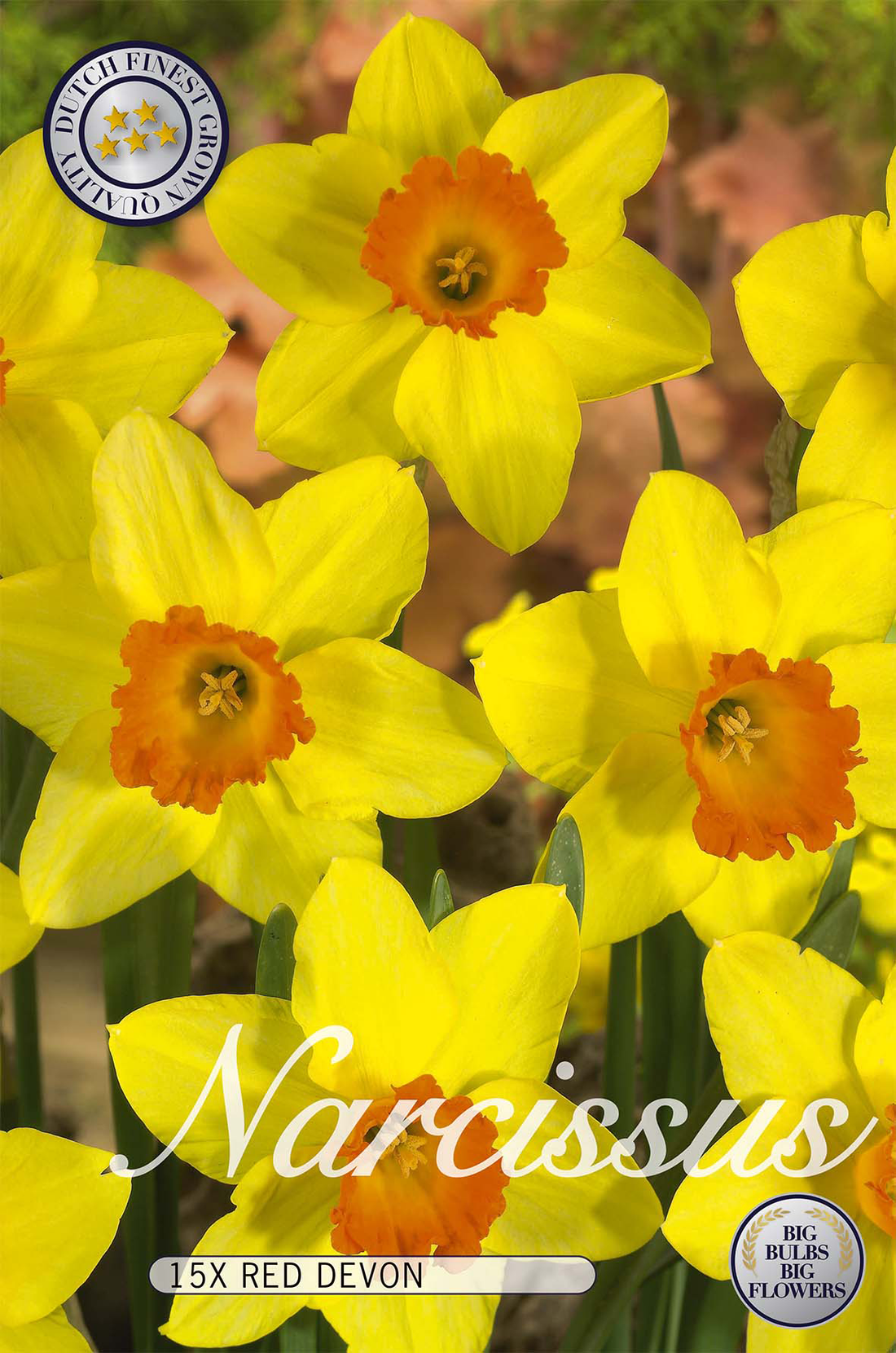 Narciss Red Devon 15-pack