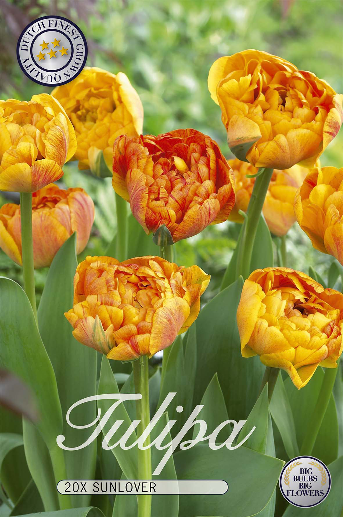 Tulpan Sunlover 20-pack