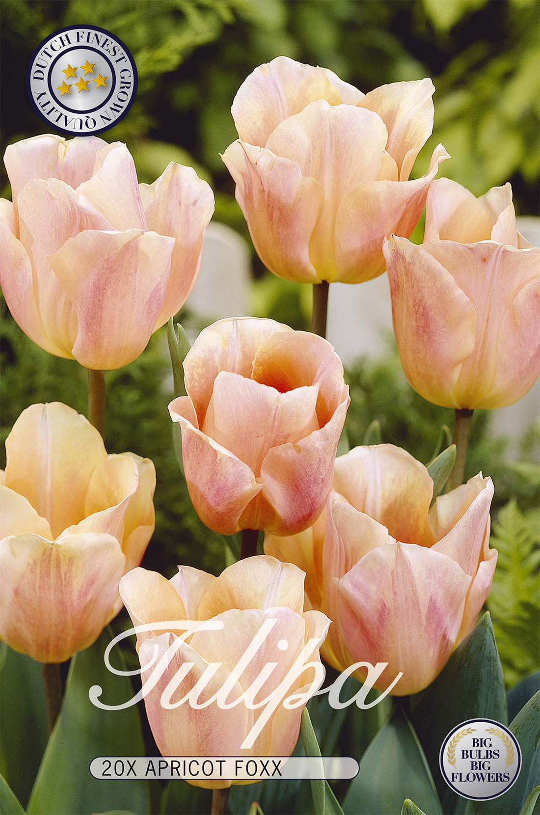 Tulpan Apricot Foxx 20-pack