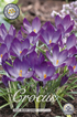 Krokus Ruby Giant 50-pack