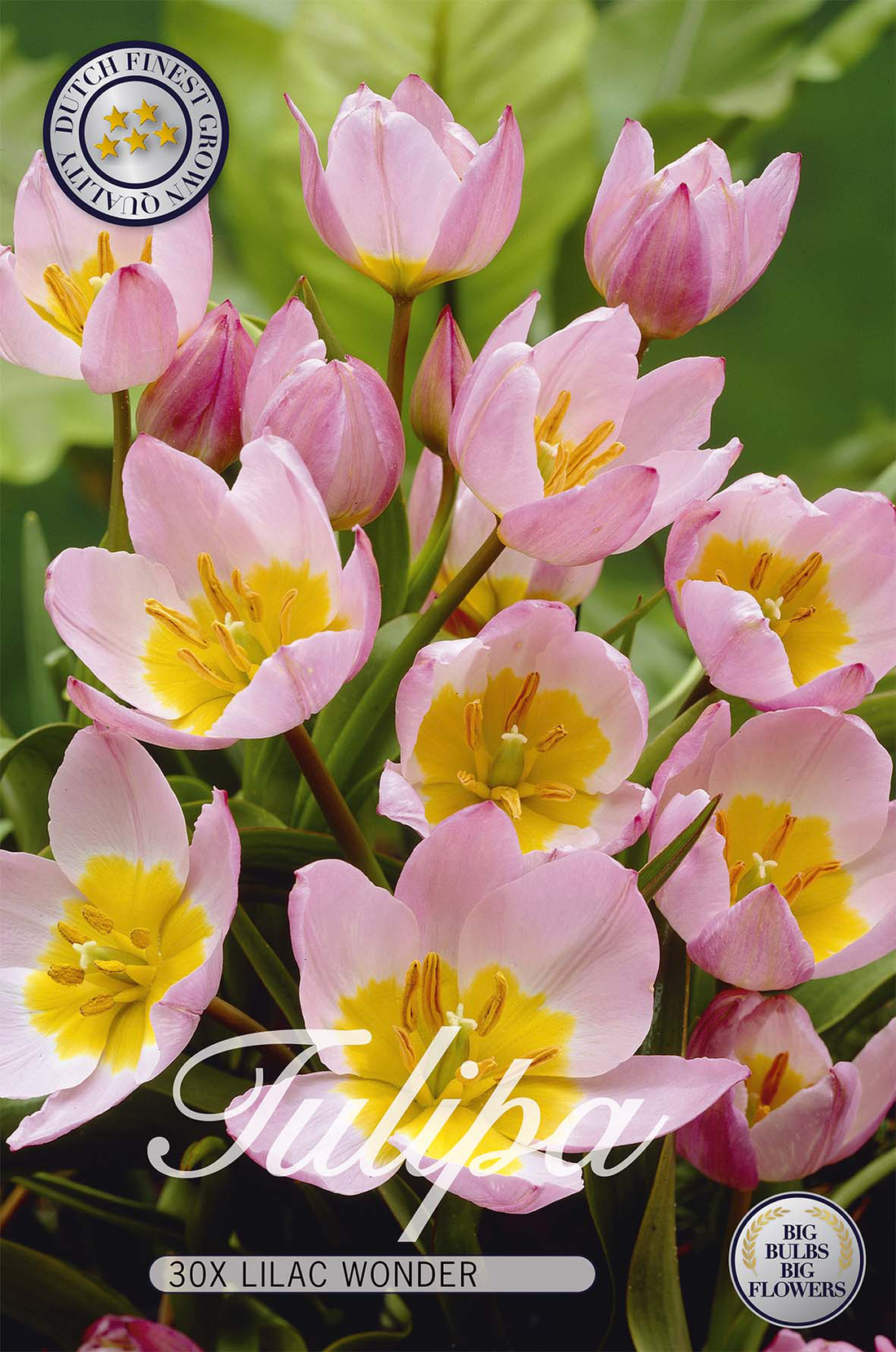 Tulpan Lilac Wonder 30-pack