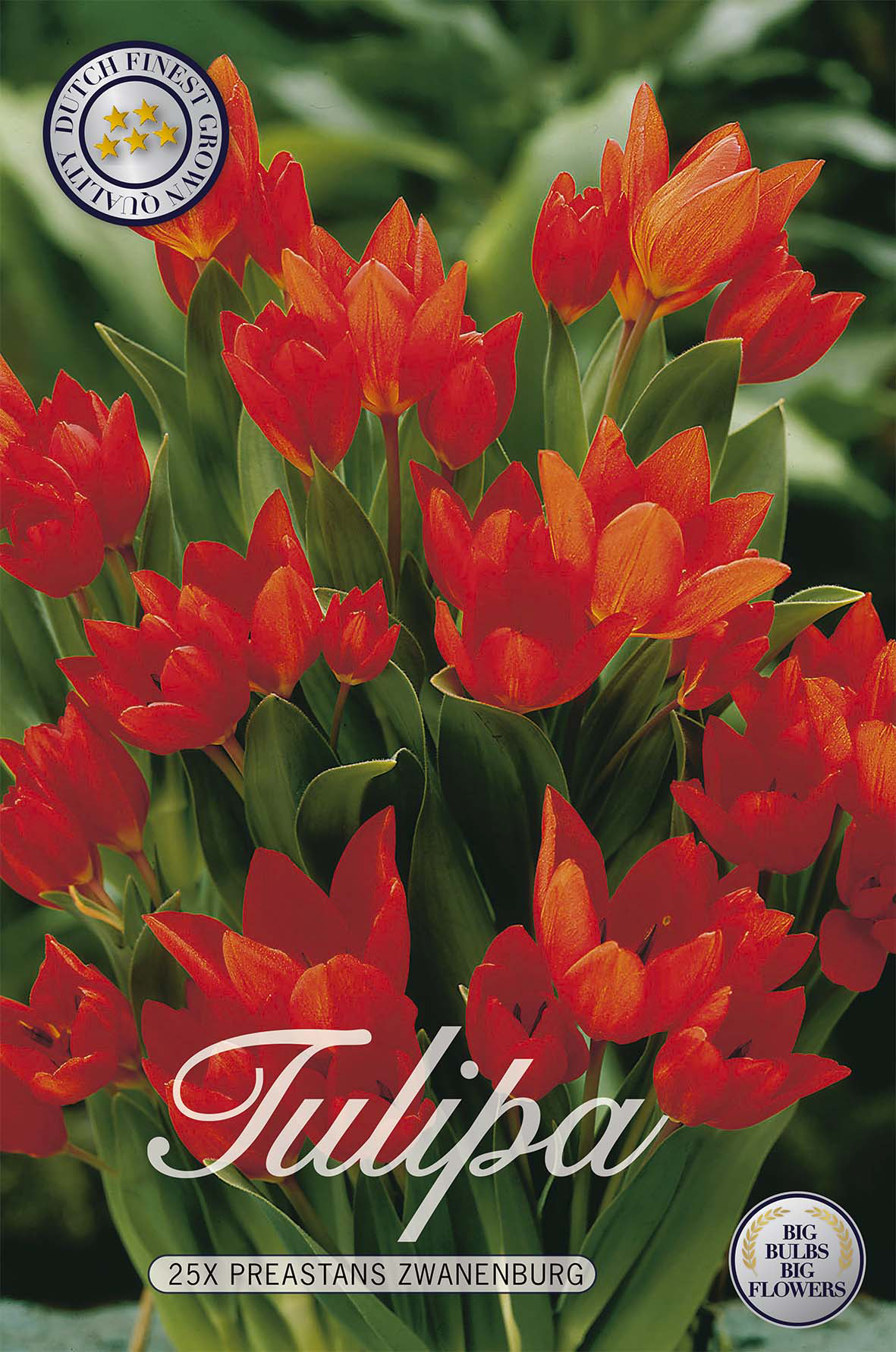 Tulpan Praestans Zwanenburg 25-pack