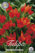 Tulpan Praestans Zwanenburg 25-pack
