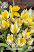 Tulpan Tarda 30-pack