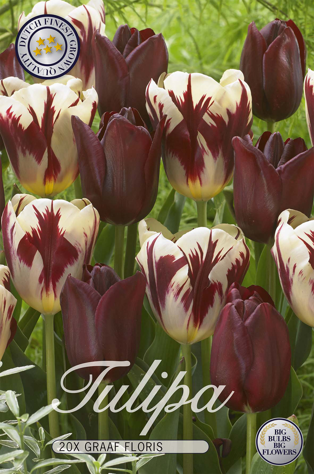 Tulpan Graaf Floris 20-pack