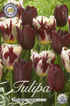 Tulpan Graaf Floris 20-pack