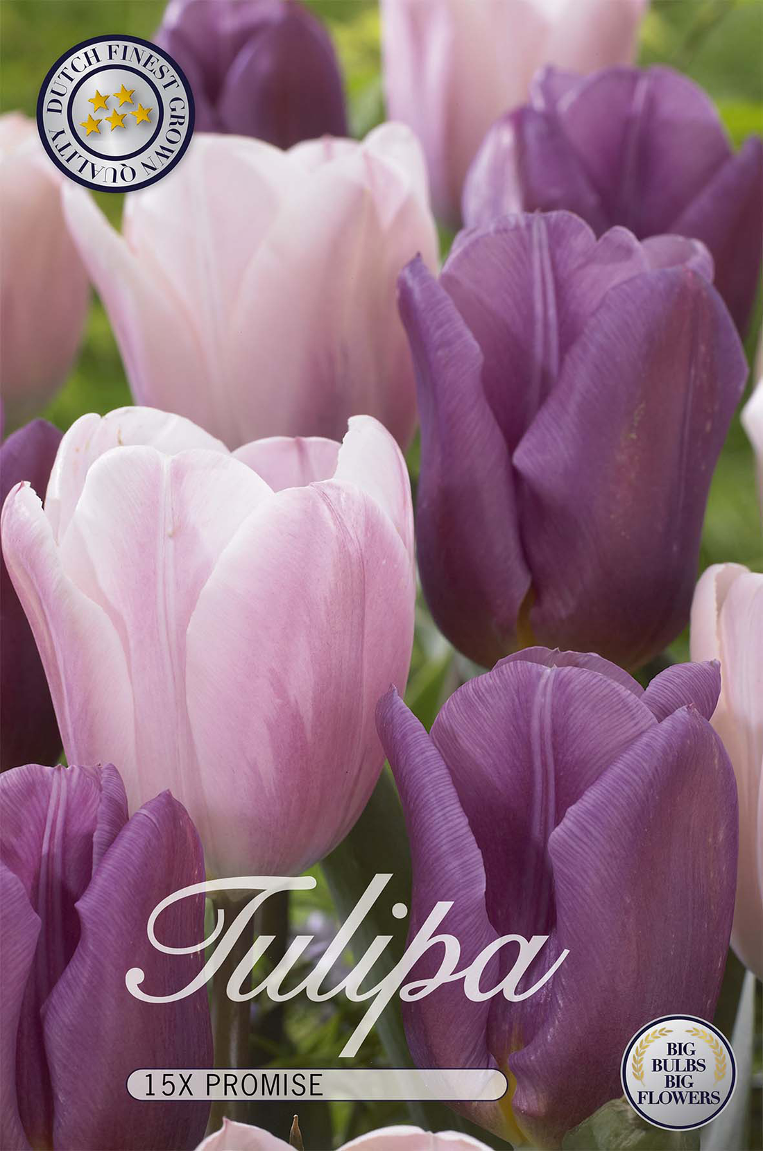 Tulpan Promise 15-pack