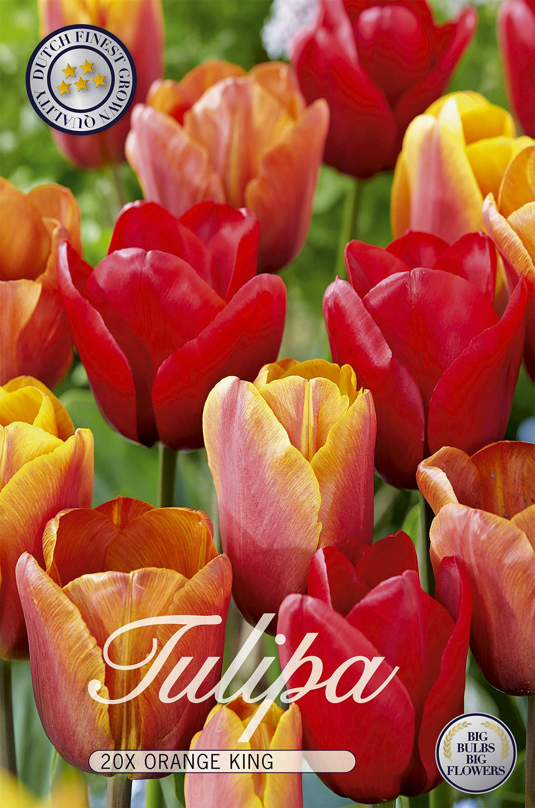 Tulpan Orange King 20-pack