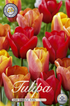 Tulpan Orange King 20-pack