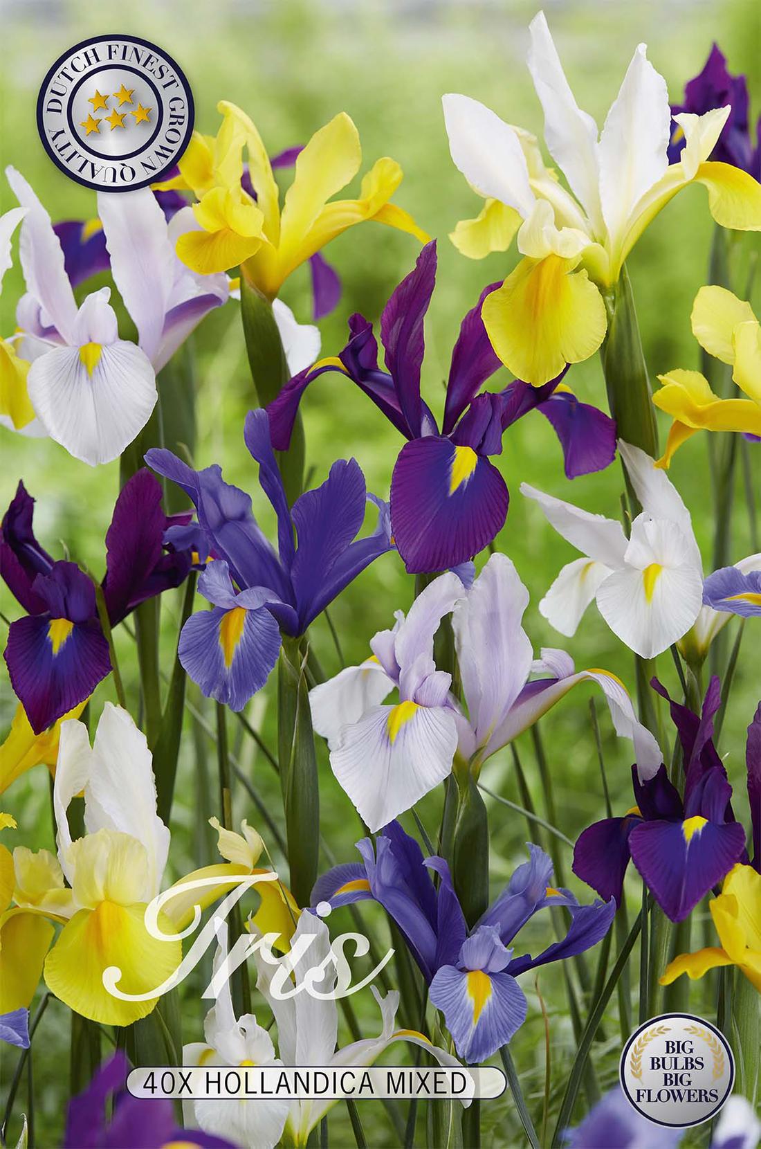 Iris Hollandica Mix 40-pack