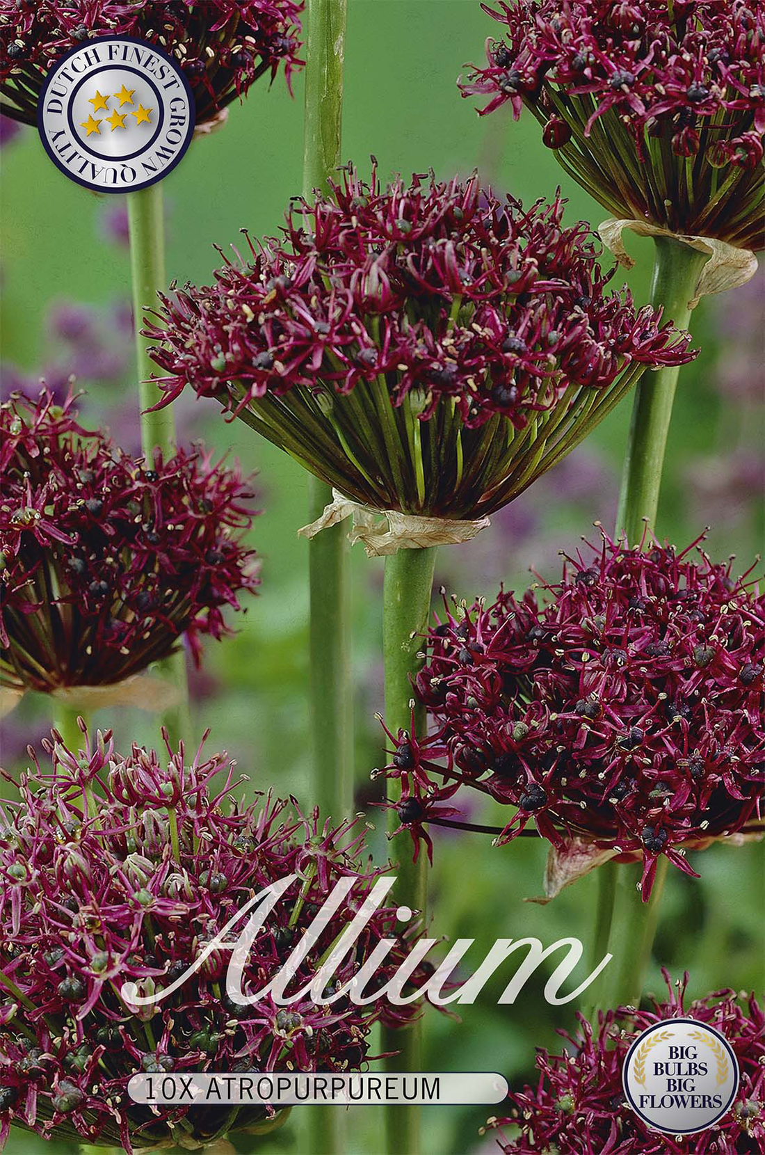 Allium Atropurpureum 10-pack