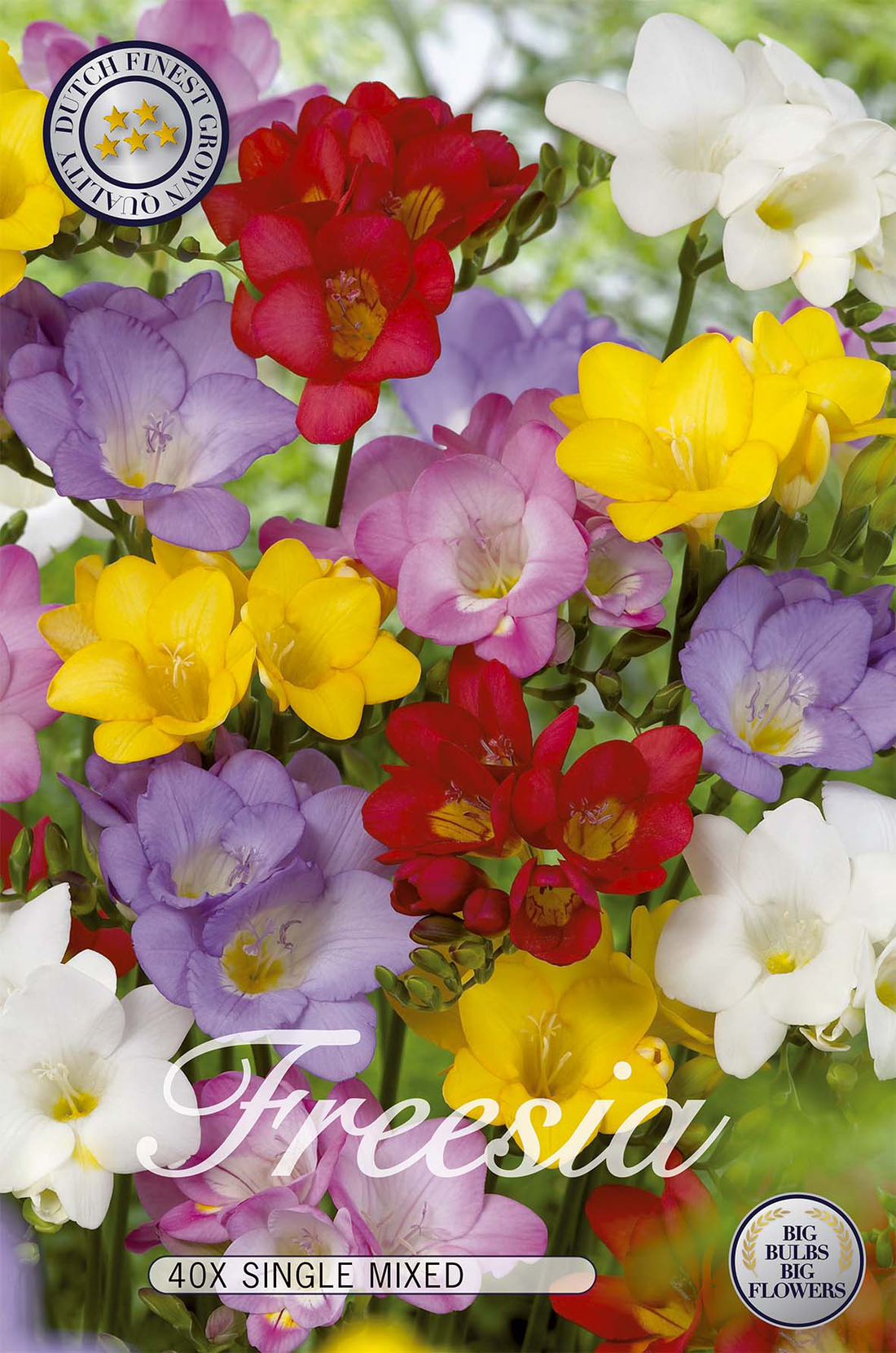 Freesia Mix 40-pack