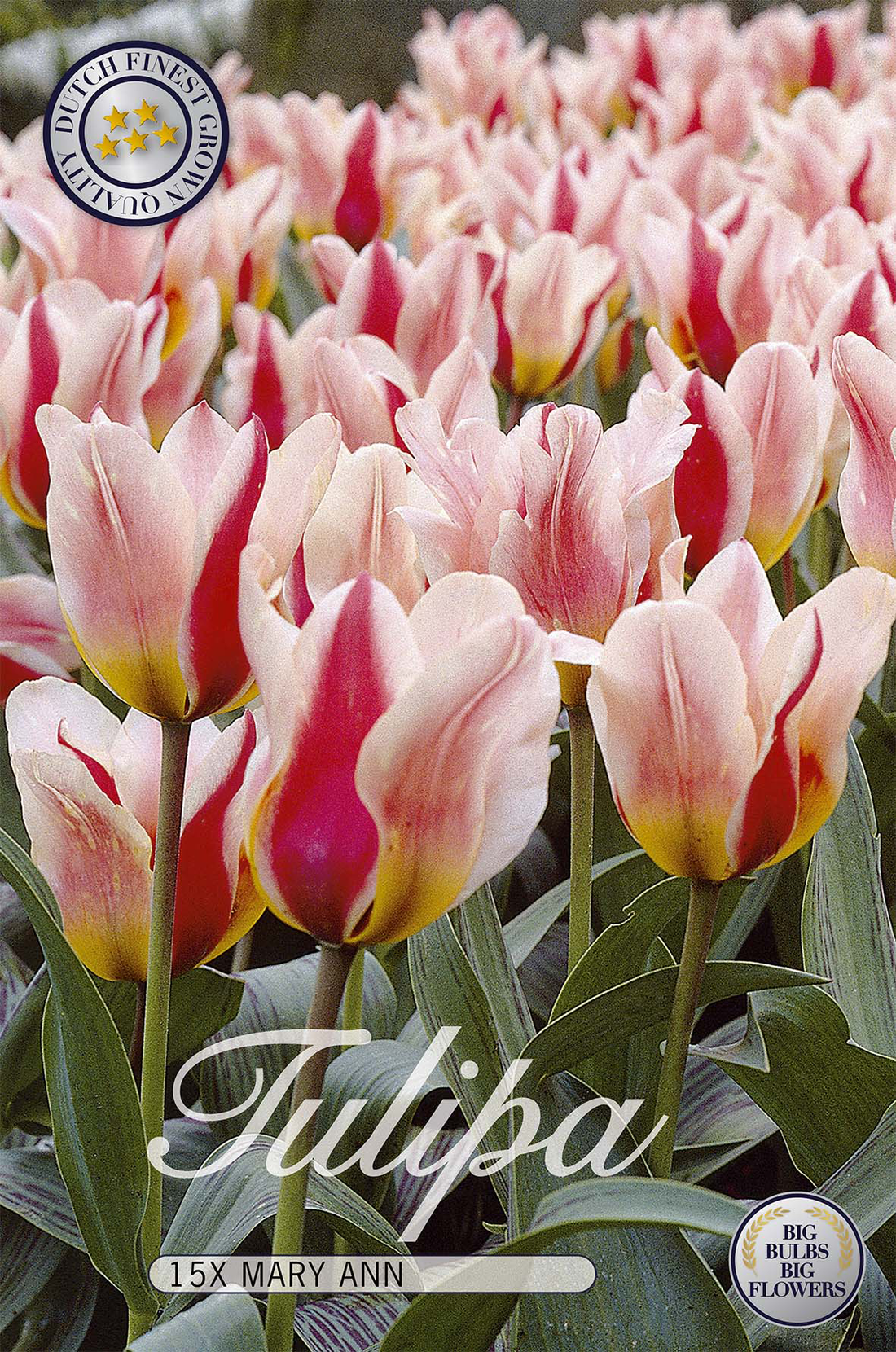 Tulpan Mary Ann 15-pack