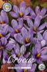 Krokus Saffran 25-pack