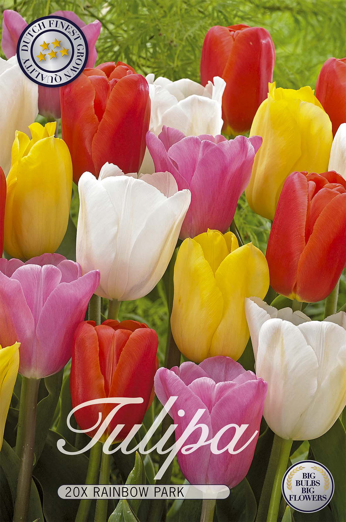 Tulpan Rainbow Park 20-pack