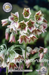 Nektaroscordum Bulgaricum 20-pack
