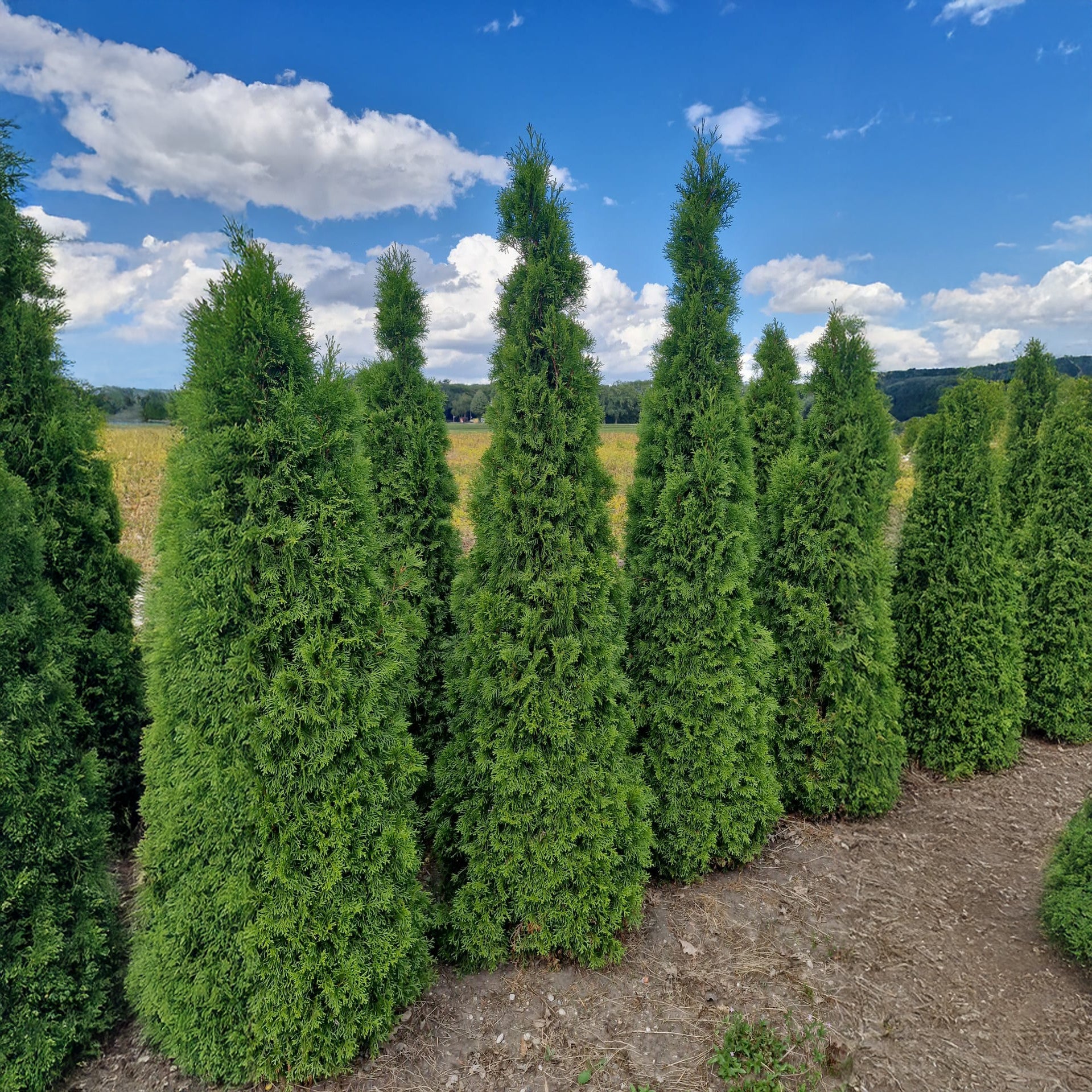 Thuja Smaragd 225-250 - Rotklump - LQ
